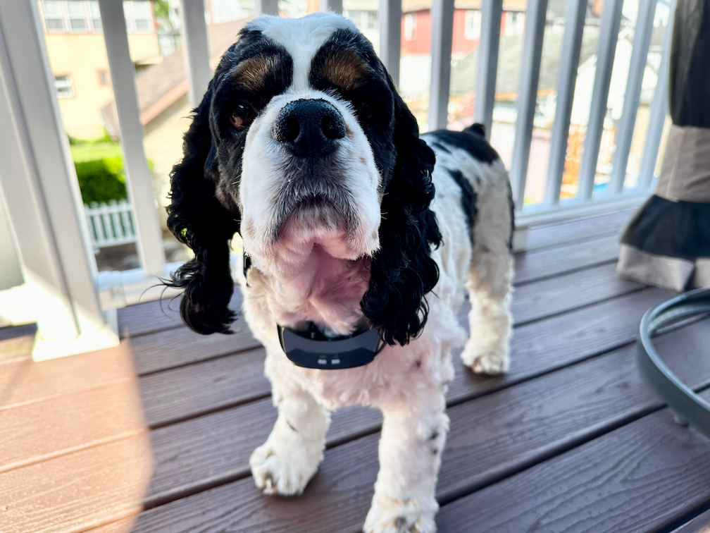 μαύρο και άσπρο spaniel που φοράει petsafe gps 2.0 κολάρο