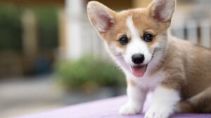 Κουτάβια Corgi: Οδηγίες υιοθεσίας και φροντίδας