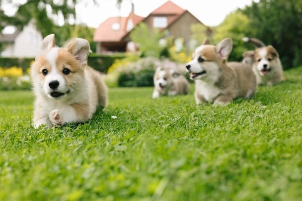 Κουτάβια Corgi που τρέχουν σε μια αυλή